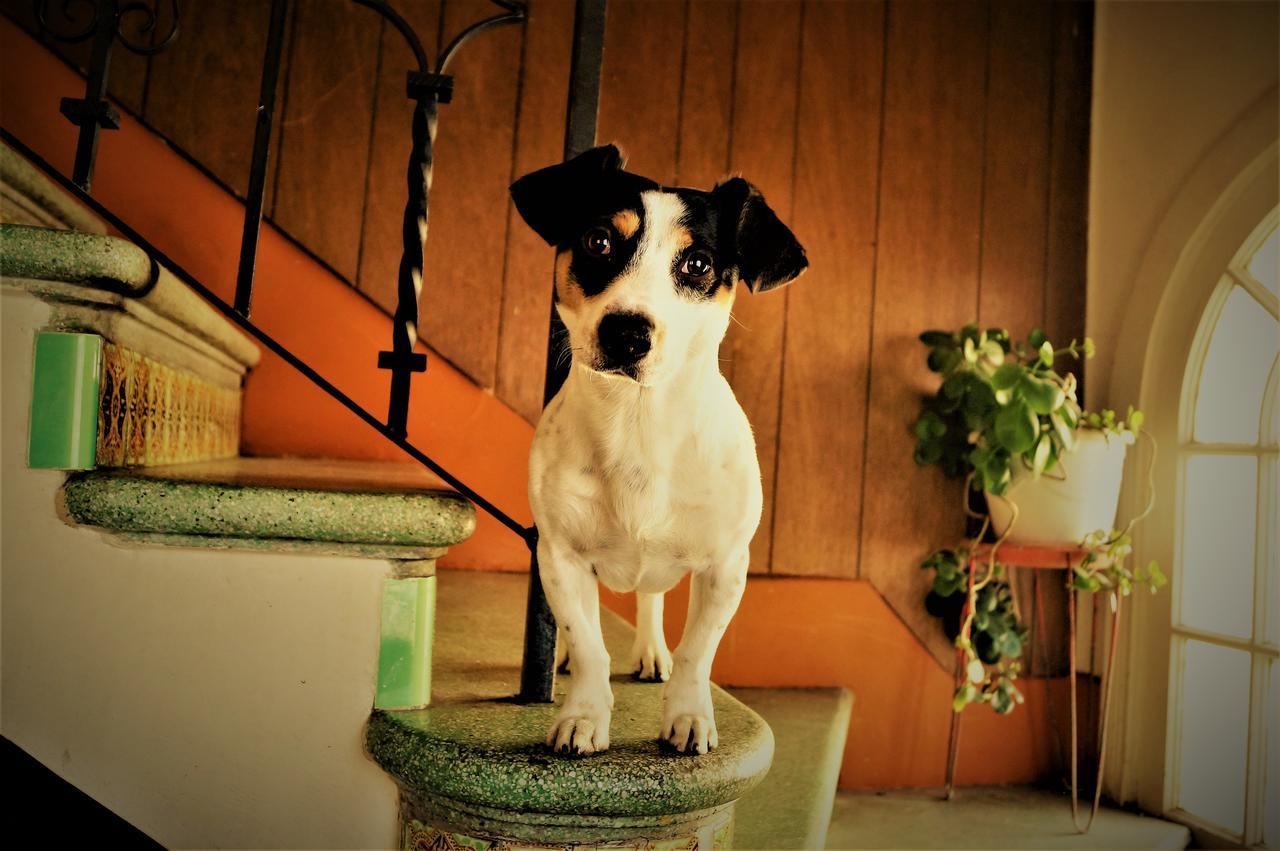 La Decima Guest House Chihuahua Luaran gambar